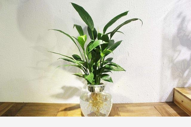 有哪些適合擺在室內的植物？-園藝印象的回答
