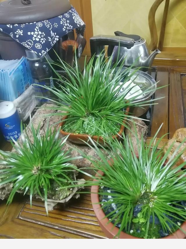 有哪些適合擺在室內的植物？-北河的回答