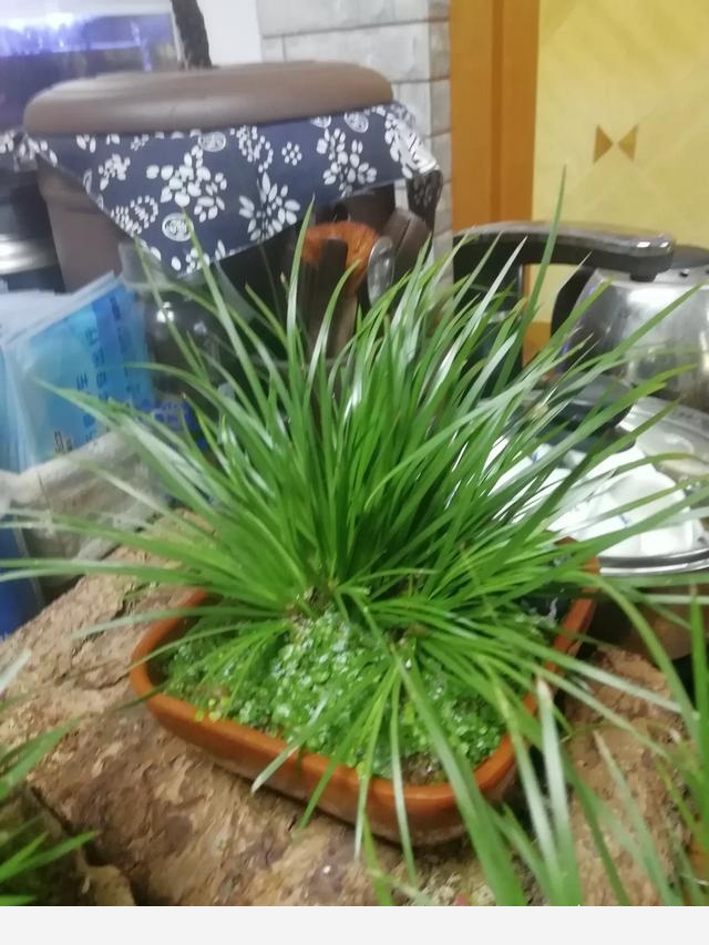 有哪些適合擺在室內的植物？-北河的回答