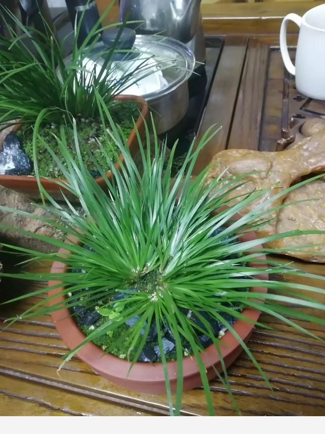 有哪些適合擺在室內的植物？-北河的回答