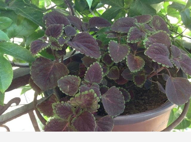 有哪些適合擺在室內的植物？-劉子恆Lockie的回答
