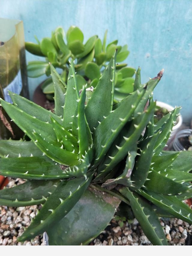 有哪些適合擺在室內的植物？-勇敢的生活隨筆的回答