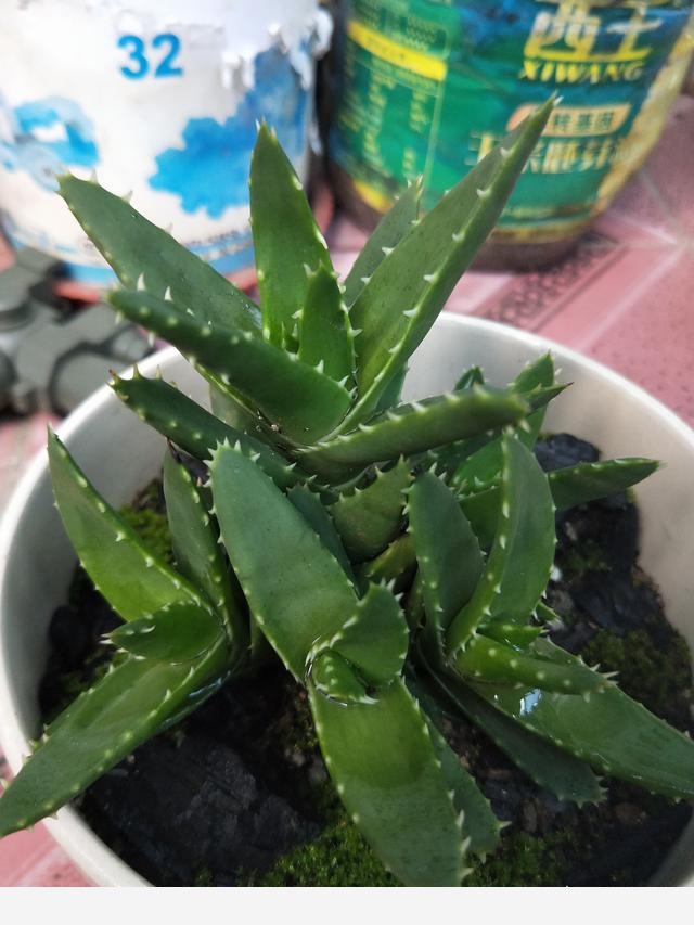 有哪些適合擺在室內的植物？-勇敢的生活隨筆的回答