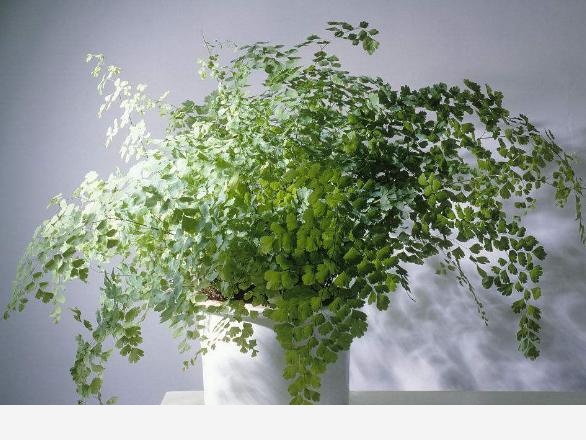 有哪些適合擺在室內的植物？-花卉妹妹的回答
