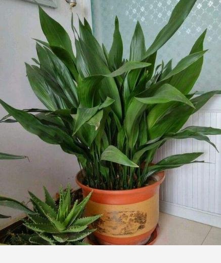 有哪些適合擺在室內的植物？-花卉妹妹的回答