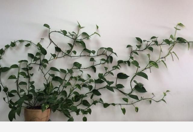有哪些適合擺在室內的植物？-花卉妹妹的回答