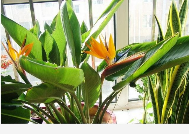 有哪些適合擺在室內的植物？-初秋之雪的回答