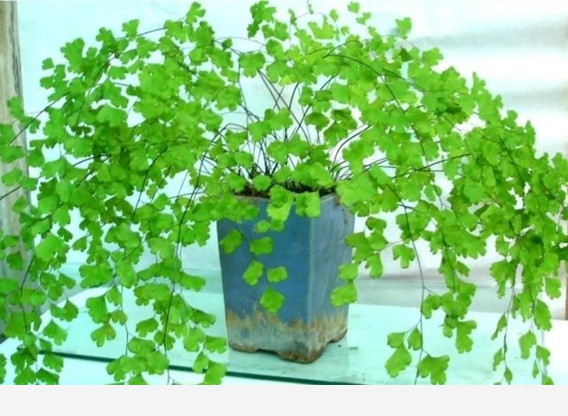 有哪些適合擺在室內的植物？-初秋之雪的回答