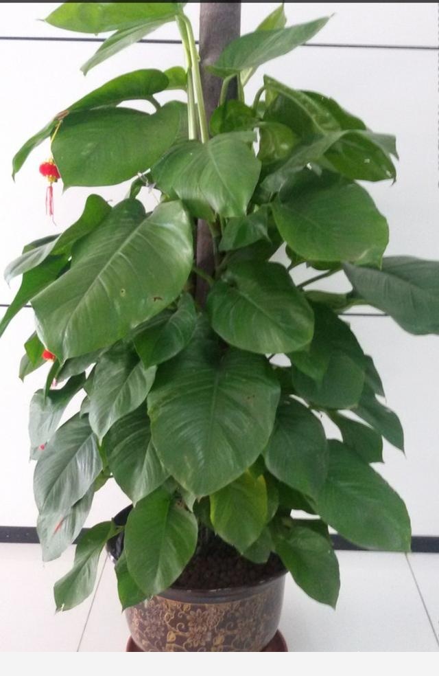 有哪些適合擺在室內的植物？-初秋之雪的回答