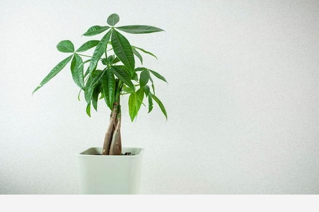 有哪些適合擺在室內的植物？-花痴的回答