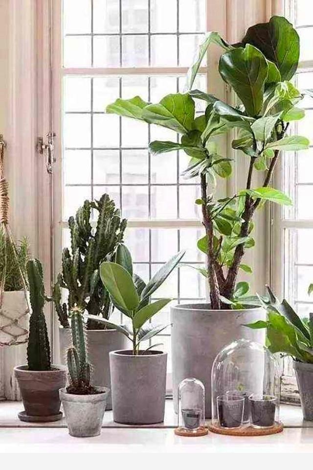 有哪些適合擺在室內的植物？-花痴的回答