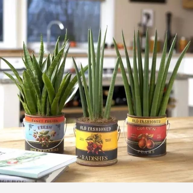 有哪些適合擺在室內的植物？-花痴的回答