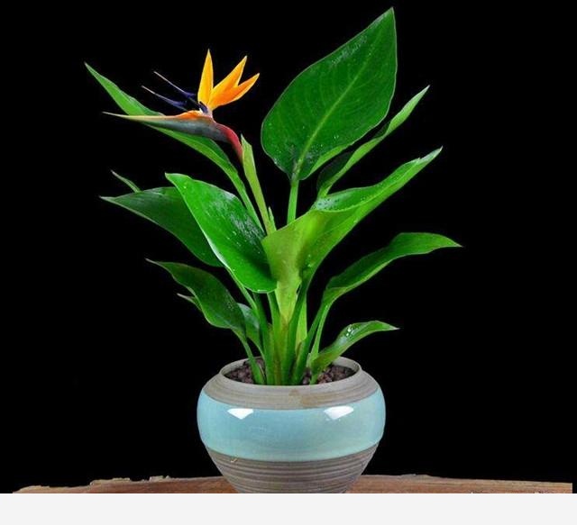 有哪些適合擺在室內的植物？-花痴的回答