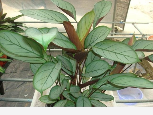 有哪些適合擺在室內的植物？-花痴的回答