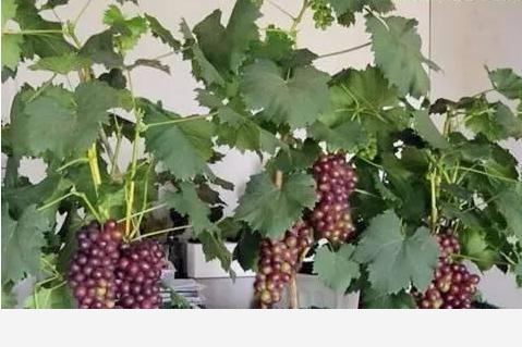 有哪些適合擺在室內的植物？-書香庭院的玉痕的回答