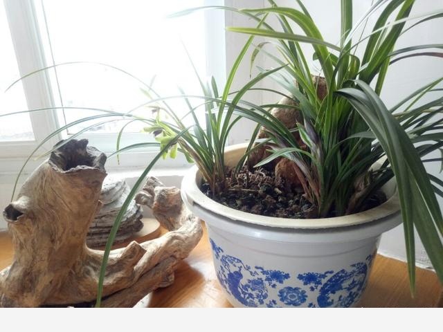 室內擺什麼花好？-木頭工程師的回答