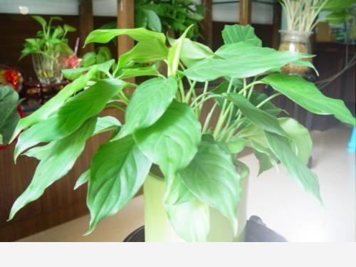 室內擺什麼花好？-木頭工程師的回答