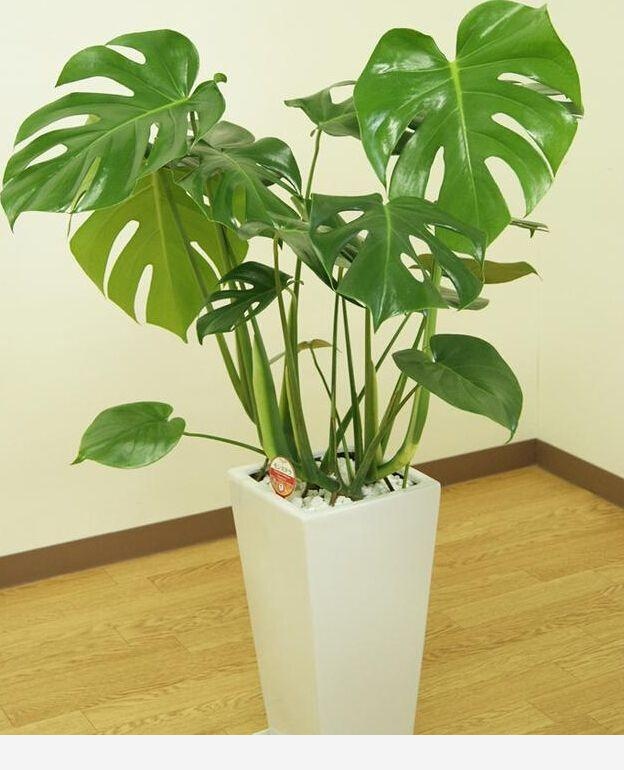 室內擺什麼花好？-木頭工程師的回答