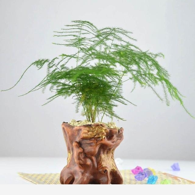 室內擺什麼花好？-木頭工程師的回答