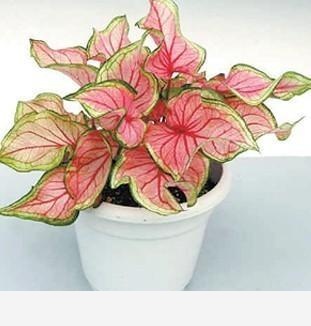 室內擺什麼花好？-木頭工程師的回答