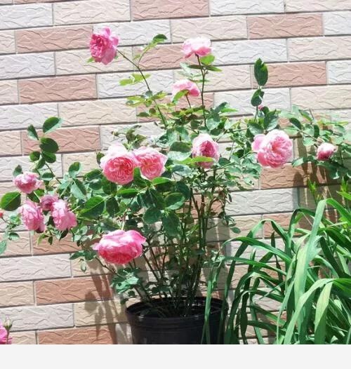 室內擺什麼花好？-小雅在陽臺的回答