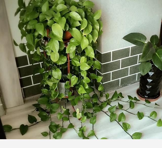 室內擺什麼花好？-小雅在陽臺的回答