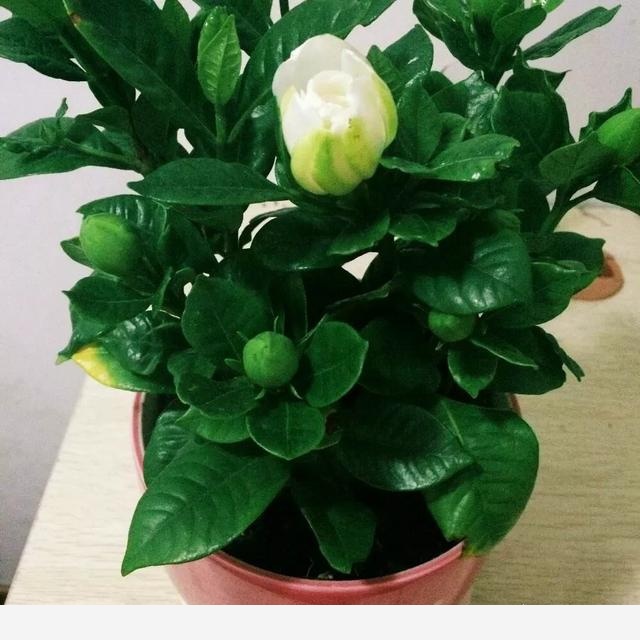 室內擺什麼花好？-小雅在陽臺的回答