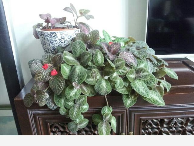 室內擺什麼花好？-養花那點事的回答