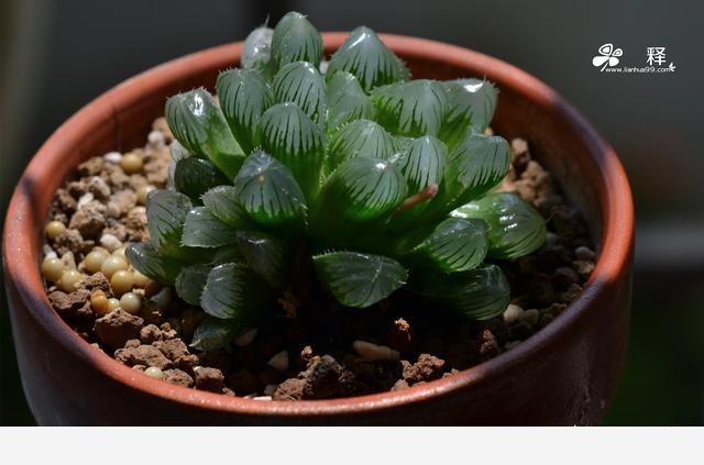 室內擺什麼花好？-養花那點事的回答