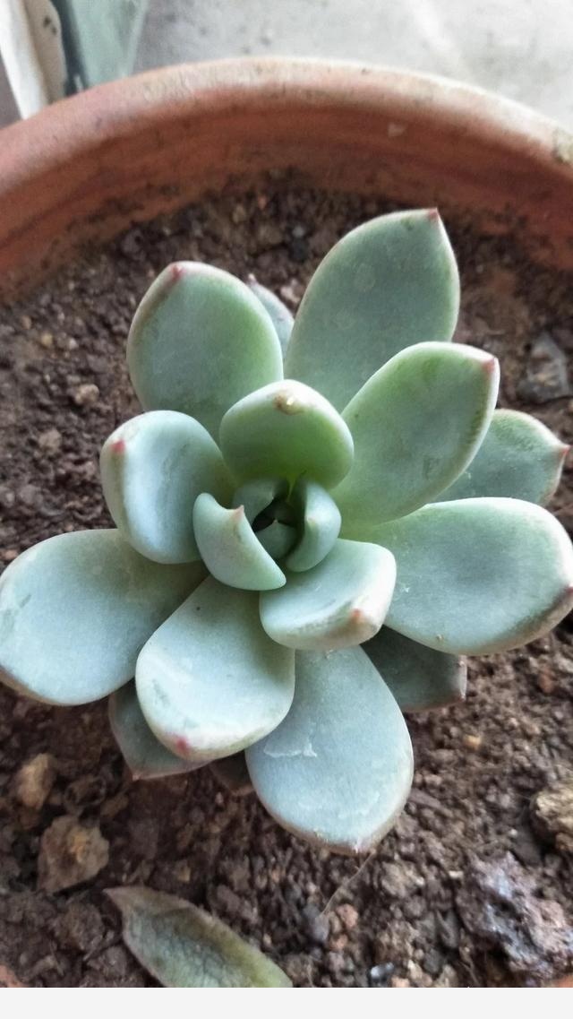 室內擺什麼花好？-寶兒影視1的回答