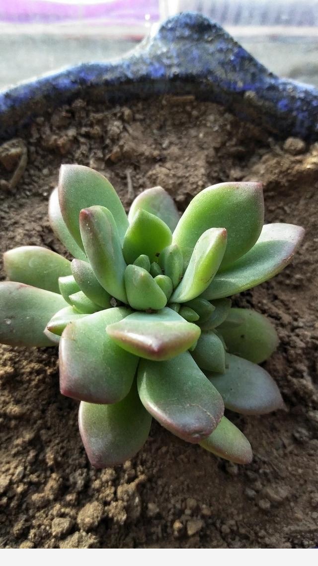 室內擺什麼花好？-寶兒影視1的回答
