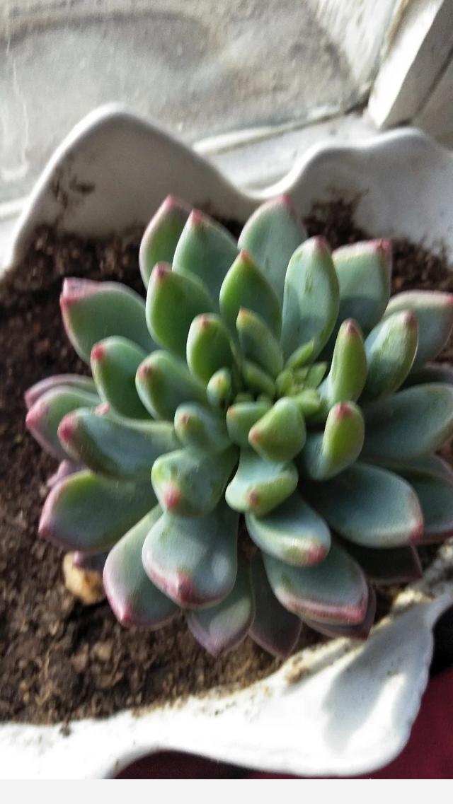 室內擺什麼花好？-寶兒影視1的回答
