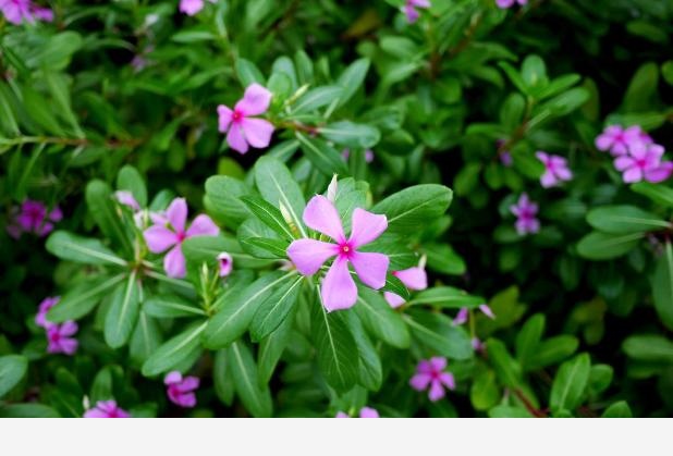 適合室內養，又能四季開花的植物有哪些？-一柯花草的回答