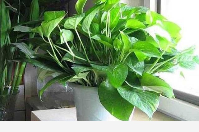 在室內適合養什麼花，原因是什麼？-沉石的多肉時光的回答