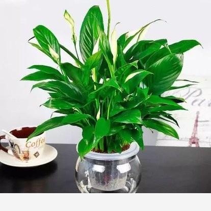 在室內適合養什麼花，原因是什麼？-開心的椰子樹的回答