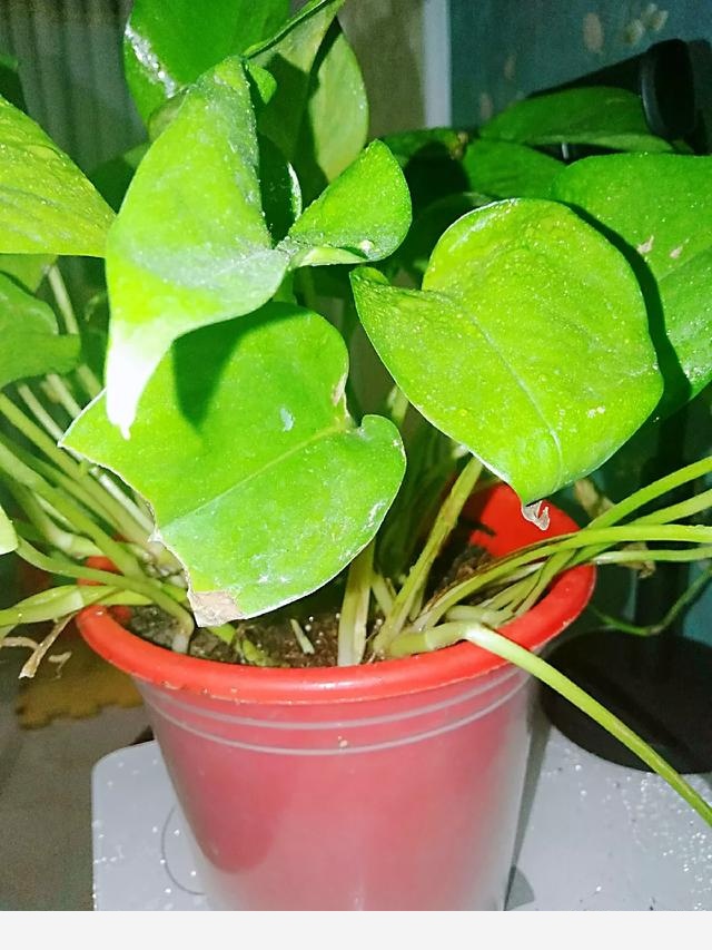 在室內適合養什麼花，原因是什麼？-嚮往情感語錄的回答