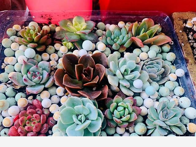在室內適合養什麼花，原因是什麼？-嚮往情感語錄的回答