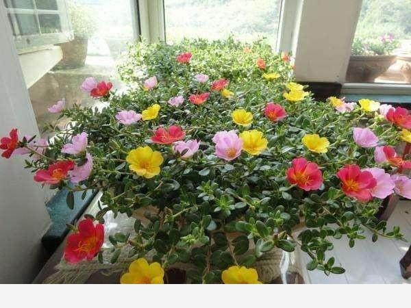 陽臺和室內養花，求推薦些貌美的花花草草好嘛？-老樁看社會的回答
