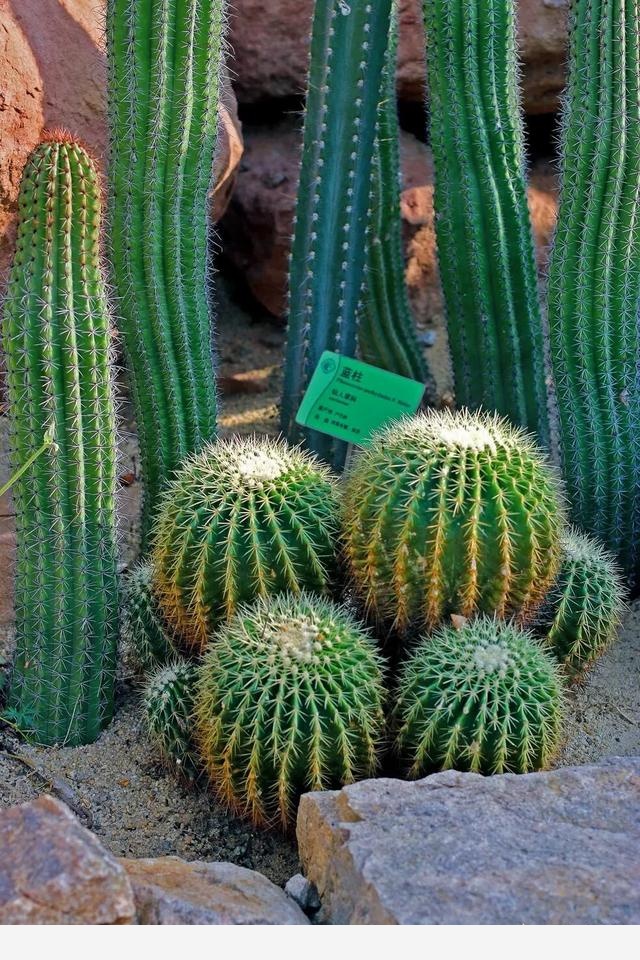 有哪些好養活的花卉和綠色植物可以推薦？-月季公社的回答