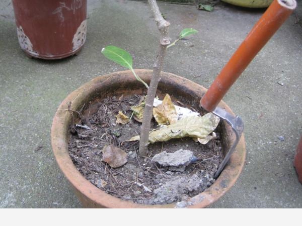 室內養花幾天澆一次水比較好？-立夏園藝的回答