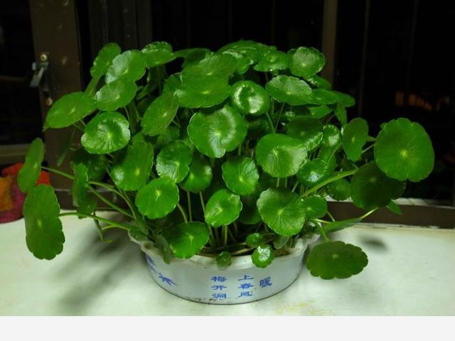有哪些漂亮又好養的植物？-舒舒呀的回答