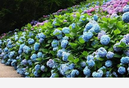 有哪些漂亮又好養的植物？-舒舒呀的回答