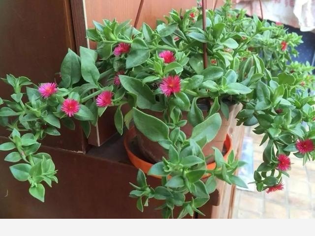 有哪些漂亮又好養的植物？-劉子恆Lockie的回答
