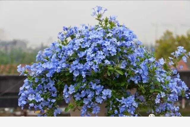 有哪些漂亮又好養的植物？-養花大全的回答