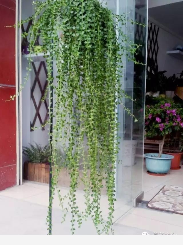 有哪些漂亮又好養的植物？-養花大全的回答