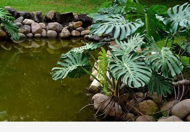 有哪些漂亮又好養的植物？-海邊椰子的回答