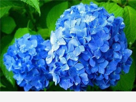 有哪些漂亮又好養的植物？-海邊椰子的回答