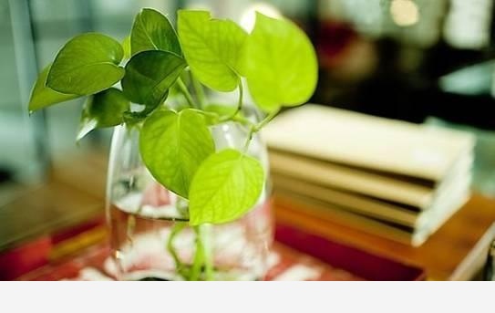 有哪些漂亮又好養的植物？-一切正在發生的回答