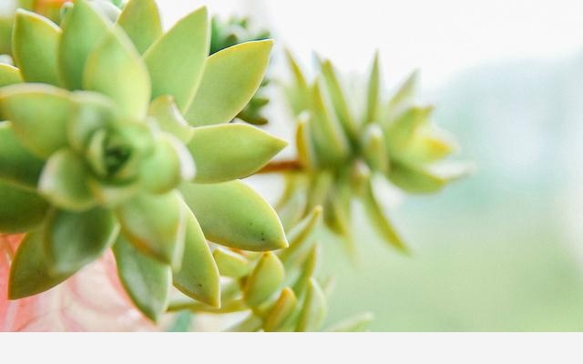 有哪些漂亮又好養的植物？-一切正在發生的回答