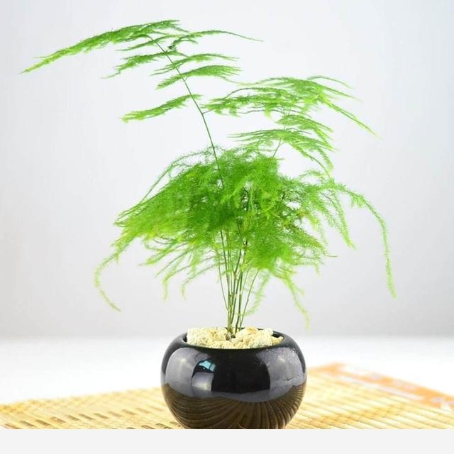 你覺得最好養的植物是什麼？-劉子恆Lockie的回答